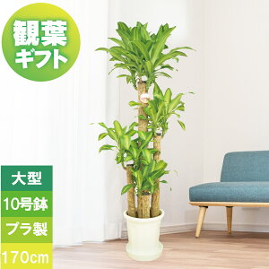 ϗtA ^ v[g K̖ 10 170cm A Mtg v 󂯎Mt Vzj zj j JXj JƏj CeA D J[hΉ 