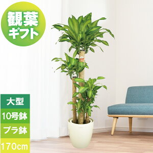 ϗtA ^ v[g K̖ 10 170cm A Mtg v vJo[ 󂯎Mt Vzj zj j JXj JƏj CeA D J[hΉ 