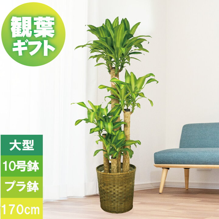 楽天市場】観葉植物 大型 プレゼント 幸福の木 10号鉢 高さ約170cm 