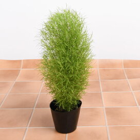 楽天市場 数量限定 花苗 お花の玉手箱 1セット12ポット入り 2セット注文で 送料無料 園芸専門店が選ぶ 季節のお花の苗 花壇 や 寄せ植え に Fleur Town 吉本花城園