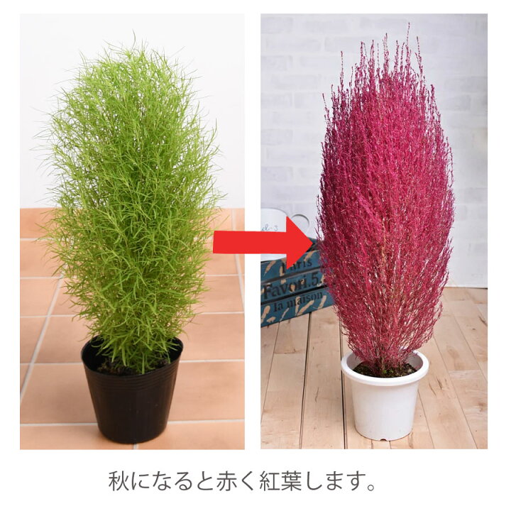 楽天市場 コキア ほうき草 ホウキソウ 4号 ポット苗 紅葉 Fleur Town 吉本花城園