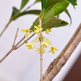 四季咲きモクセイ 5号 苗木 白花 キンモクセイ きんもくせい
