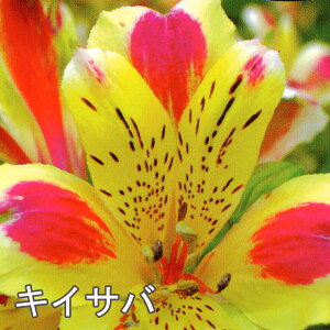 Iׂ10iIh AXgA RNV 3.5|bgc