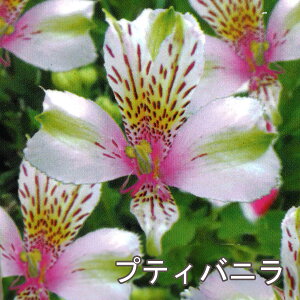 Iׂ10iIh AXgA RNV 3.5|bgc