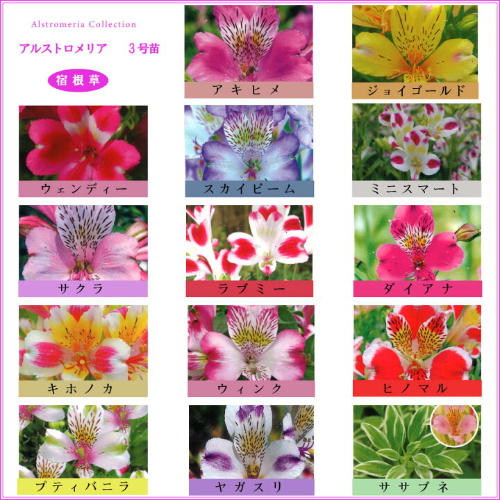 楽天市場 選べる14品種 アルストロメリア３号ポット苗 Fleur Town 吉本花城園