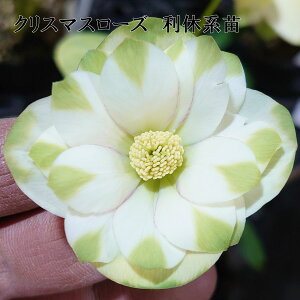 NX}X[Y xnc y\i 11{珇zO[bv ]c| JԊmF Md Ai