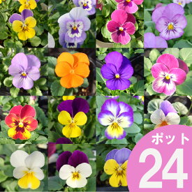 ビオラ 花苗 24ポット セット 3号 ポット苗 6品種以上おまかせ 【ご予約品 11月中旬以降のお届け】