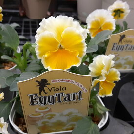 ビオラ エッグタルト 【20日20時より販売】 サトウ園芸 10.5cm 硬質ポット苗 大輪 黄色 花苗