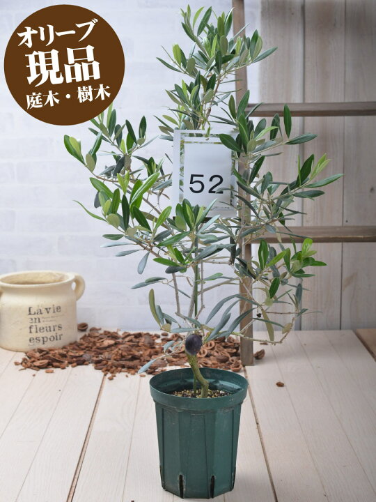 楽天市場 現品 52 デルモロッコ オリーブの木 苗木 鉢植え 庭木 6号鉢 販売 観葉植物 おしゃれな 樹木 洋風の家に合う Fleur Town 吉本花城園