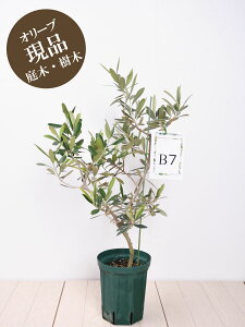 オリーブ 鉢植え 庭の人気商品 通販 価格比較 価格 Com オリーブ 鉢植え 庭の人気商品 通販 価格比較 価格 Com