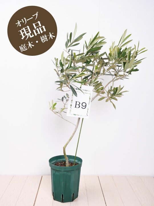 楽天市場 現品 B9 デルモロッコ オリーブの木 苗木 鉢植え 庭木 6号鉢 販売 観葉植物 おしゃれな 樹木 洋風の家に合う Fleur Town 吉本花城園