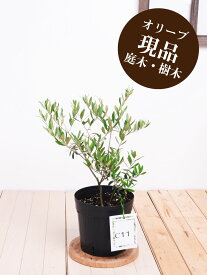楽天市場 オリーブ 苗木の通販
