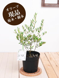 楽天市場 オリーブ ネバディロブランコ 花 ガーデン Diy の通販 楽天市場 オリーブ ネバディロブランコ 花 ガーデン Diy の通販