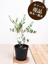 楽天市場 オリーブの木 販売の通販 楽天市場 オリーブの木 販売の通販
