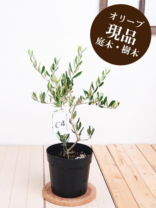 楽天市場】現品【C4】 オークラン オリーブの木 苗木 鉢植え 庭木 6号 