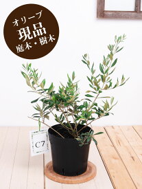 楽天市場 オリーブ 苗木の通販