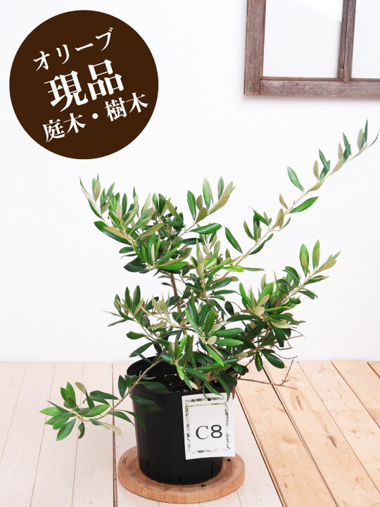 楽天市場 現品 C8 アスコラノ オリーブの木 苗木 鉢植え 庭木 6号鉢 販売 観葉植物 おしゃれな 樹木 洋風の家に合う Fleur Town 吉本花城園