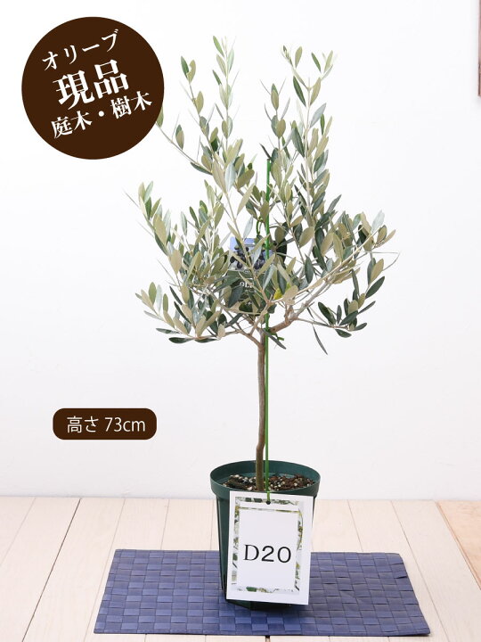 店 現品 オリーブの木 苗木 品種 ルッカ 鉢植え 庭木 ５号鉢 販売 観葉植物 おしゃれな 樹木 洋風の家に合う Rmladv Com Br