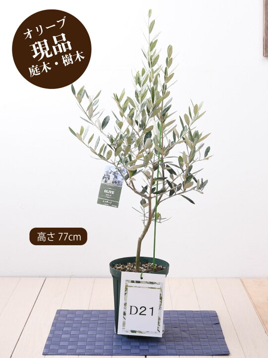 楽天市場 現品 オリーブの木 品種 レッチーノ 鉢植え ５号鉢 販売 観葉植物 おしゃれな 樹木 苗木 庭木 洋風の家に合う ギフト プレゼント 対応可能 Fleur Town 吉本花城園
