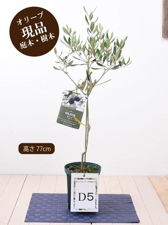 楽天市場 現品 オリーブの木 苗木 品種 ハーディーズマンモス 鉢植え 庭木 5号鉢 販売 観葉植物 おしゃれな 樹木 洋風の家に合う ギフト プレゼント 対応可能 Fleur Town 吉本花城園 楽天市場 現品 オリーブの木 苗木 品種 ハーディーズマンモス 鉢植え 庭木 5号鉢 販売 観葉植物 おしゃれな 樹木 洋風の家に合う ギフト プレゼント 対応可能 Fleur Town 吉本花城園