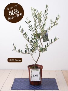 鉢植え 木 おしゃれ 植木 盆栽の人気商品 通販 価格比較 価格 Com 鉢植え 木 おしゃれ 植木 盆栽の人気商品 通販 価格比較 価格 Com