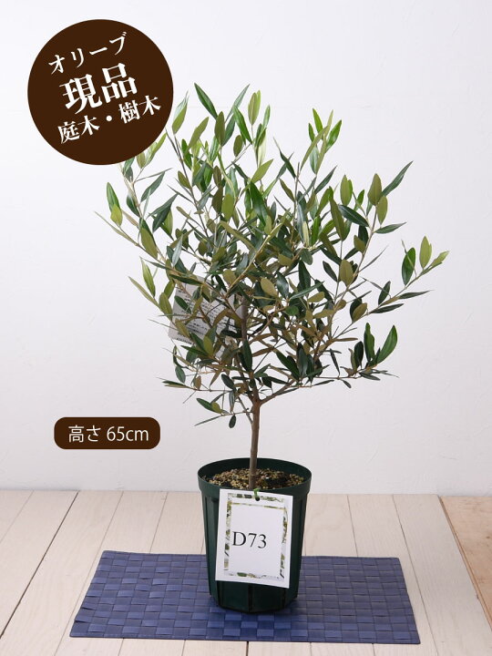 楽天市場 オリーブの木 苗木 品種 織姫 ひなかぜ 鉢植え 庭木 植木 5号鉢 販売 観葉植物 おしゃれな 樹木 洋風の家に合う ギフト プレゼント 対応可能 Fleur Town 吉本花城園 楽天市場 オリーブの木 苗木 品種 織姫 ひなかぜ 鉢植え 庭木 植木 5号鉢 販売 観葉植物 おしゃれな 樹木 洋風の家に合う ギフト プレゼント 対応可能 Fleur Town 吉本花城園