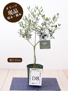 オリーブ 庭 おしゃれ 観葉植物の人気商品 通販 価格比較 価格 Com