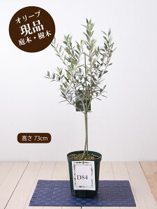 鉢植え 木 おしゃれの人気商品 通販 価格比較 価格 Com 鉢植え 木 おしゃれの人気商品 通販 価格比較 価格 Com