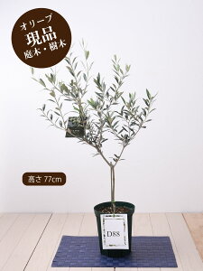 観葉植物 5号 オリーブの木の人気商品 通販 価格比較 価格 Com