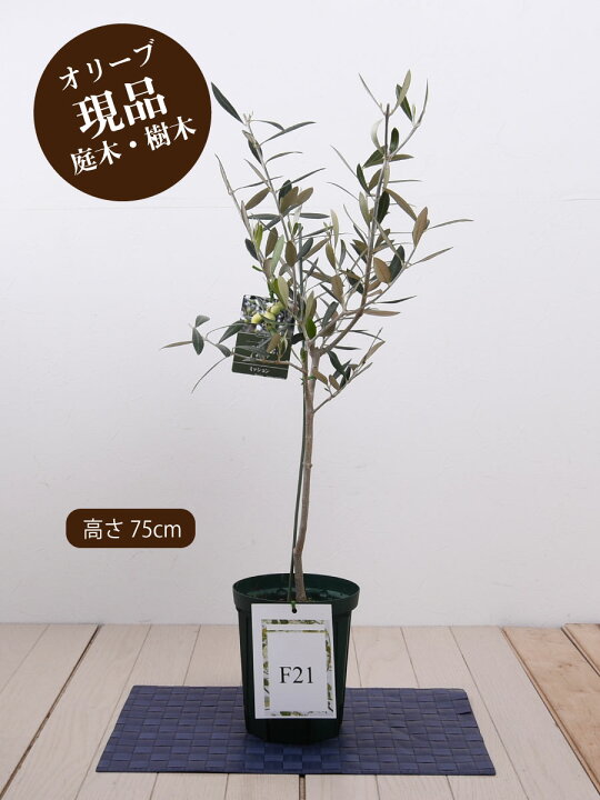 楽天市場 オリーブの木 苗木 品種 ミッション 鉢植え 庭木 5号鉢 販売 観葉植物 おしゃれな 樹木 洋風の家に合う ギフト プレゼント 対応可能 Fleur Town 吉本花城園 楽天市場 オリーブの木 苗木 品種 ミッション 鉢植え 庭木 5号鉢 販売 観葉植物 おしゃれな 樹木 洋風の家に合う ギフト プレゼント 対応可能 Fleur Town 吉本花城園
