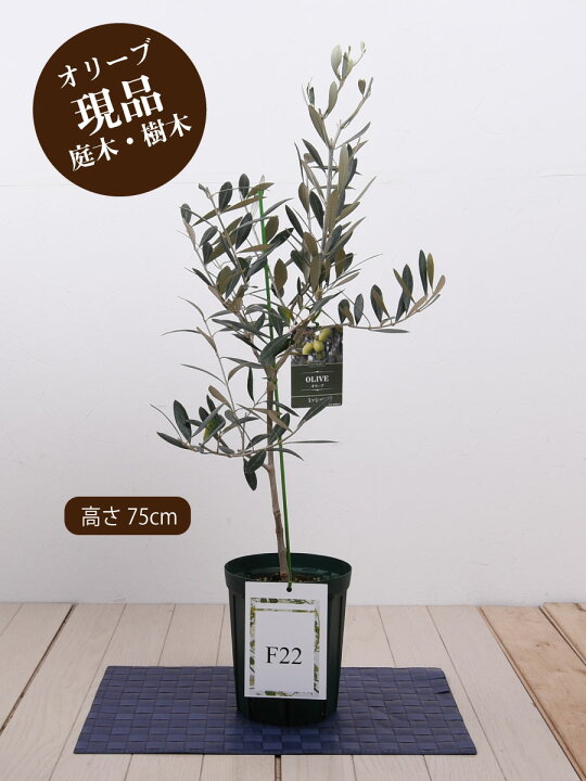 楽天市場 オリーブの木 苗木 品種 ミッション 鉢植え 庭木 ５号鉢 販売 観葉植物 おしゃれな 樹木 洋風の家に合う ギフト プレゼント 対応可能 Fleur Town 吉本花城園