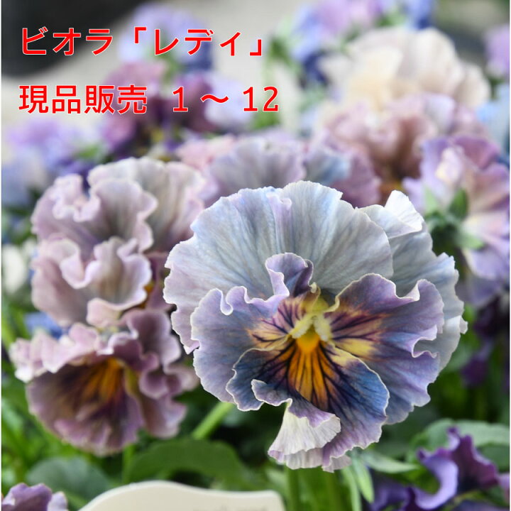 楽天市場】ビオラ レディ 【1月26日20時より販売】 【記号1～12の 