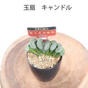 nI`A Iׂ yi̔z yZ[iIz Ai 2.5d|bg  ʐ Iuc[T A ϗtA