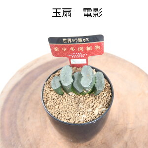 nI`A Iׂ yi̔z yZ[iIz Ai 2.5d|bg  ʐ Iuc[T A ϗtA