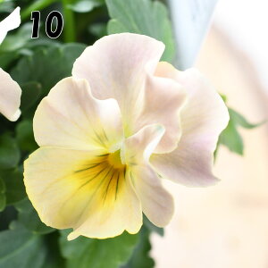 t炫rI ؂ yIׂ錻iz ԓai IWi  rI ԕc 񂹐A K[fjO pW[