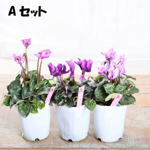 u[WG[ K[fVN yIׂ錻i3|bgZbgz 3|bg yz VN ԕc 񂹐A ~̉ u[ VN