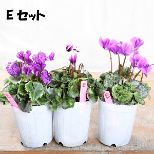 u[WG[ K[fVN yIׂ錻i3|bgZbgz 3|bg yz VN ԕc 񂹐A ~̉ u[ VN