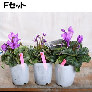 u[WG[ K[fVN yIׂ錻i3|bgZbgz 3|bg yz VN ԕc 񂹐A ~̉ u[ VN