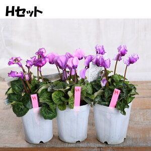 u[WG[ K[fVN yIׂ錻i3|bgZbgz 3|bg yz VN ԕc 񂹐A ~̉ u[ VN