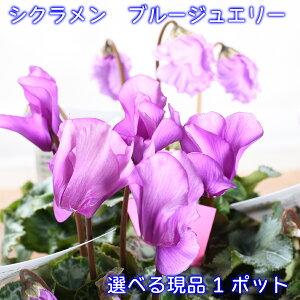 u[WG[ K[fVN yIׂ錻iz 1|bg 3|bg VN ԕc 񂹐A ~̉ u[ VN