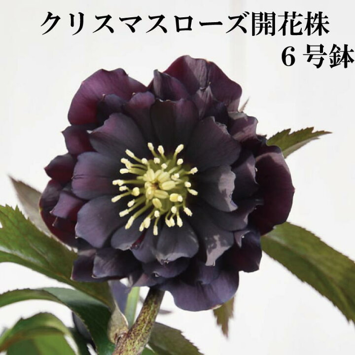 楽天市場】クリスマスローズ 【選べる現品】6号開花株 八重咲き 冬の 