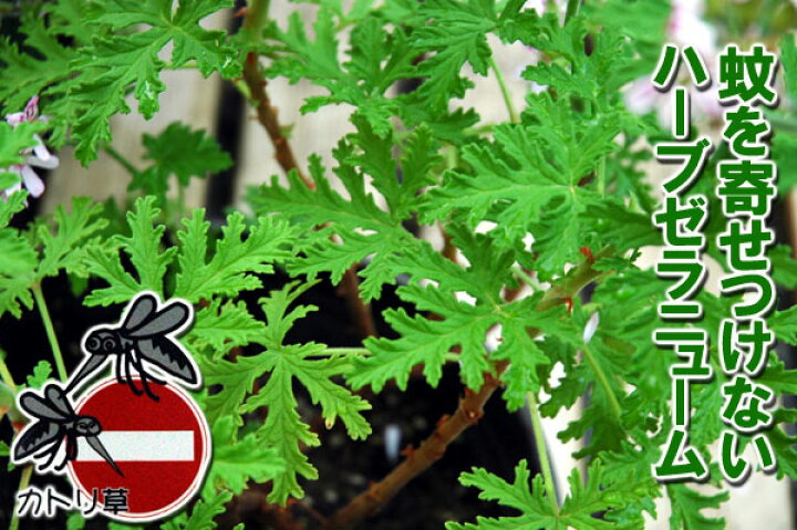 楽天市場 蚊に負けない ハーブゼラニューム 蚊取草 カトリソウ ゼラニウム ４号 鉢植え Fleur Town 吉本花城園