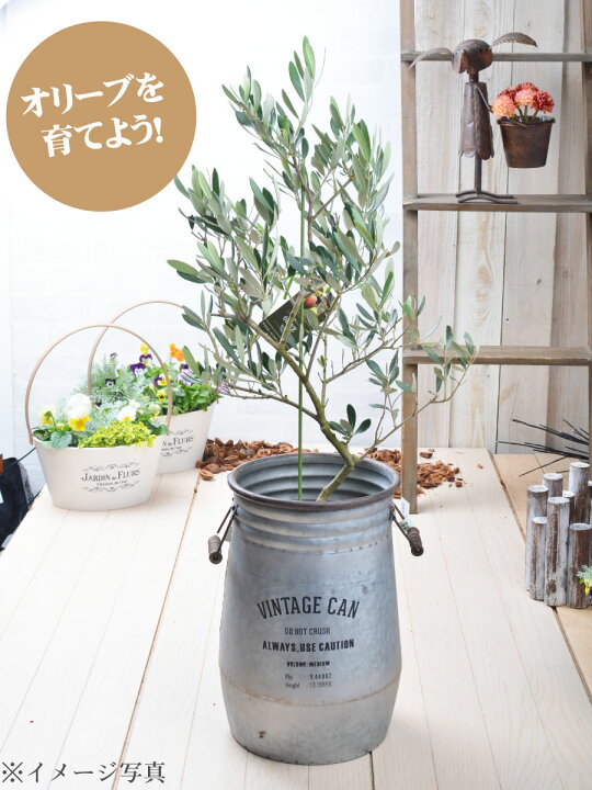 楽天市場 オリーブの木 苗木 品種 ミッション 鉢植え 庭木 5号鉢 販売 観葉植物 おしゃれな 樹木 洋風の家に合う ギフト プレゼント 対応可能 Fleur Town 吉本花城園 楽天市場 オリーブの木 苗木 品種 ミッション 鉢植え 庭木 5号鉢 販売 観葉植物 おしゃれな 樹木 洋風の家に合う ギフト プレゼント 対応可能 Fleur Town 吉本花城園