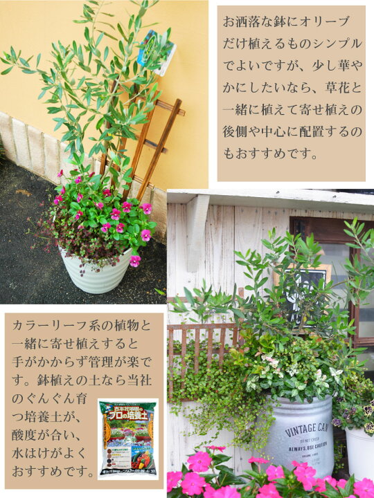 楽天市場 現品 オリーブの木 苗木 品種 レッチーノ 鉢植え 庭木 ５号鉢 販売 観葉植物 おしゃれな 樹木 洋風の家に合う ギフト プレゼント 対応可能 Fleur Town 吉本花城園