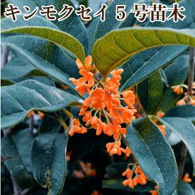 楽天市場 キンモクセイ 花芽の通販