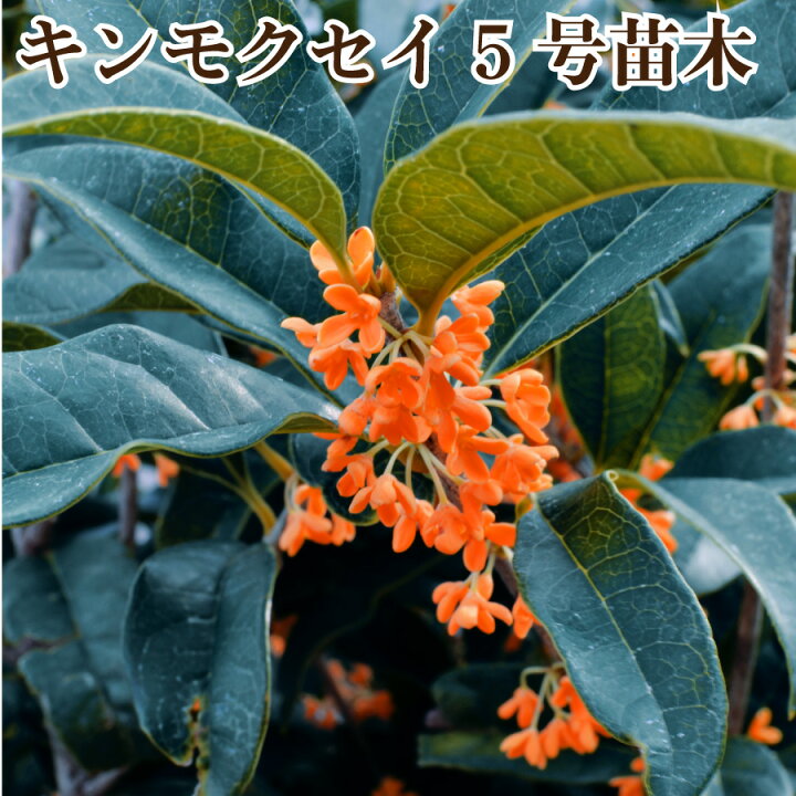 楽天市場 キンモクセイ 苗木 5号ポット 金木犀 植木 庭木 Fleur Town 吉本花城園 楽天市場 キンモクセイ 苗木 5号ポット 金木犀 植木 庭木 Fleur Town 吉本花城園