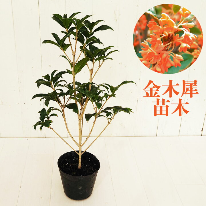 楽天市場】キンモクセイ 苗木 5号 ポット苗 金木犀 きんもくせい 植木 