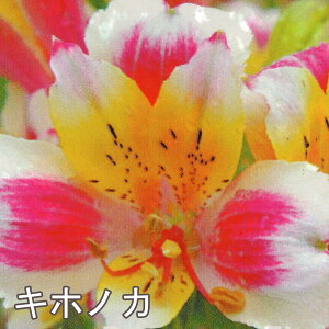 Iׂ10iIh AXgA RNV 3.5|bgc