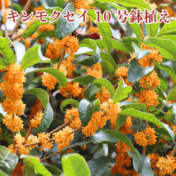 楽天市場 キンモクセイ 苗木10号鉢植え 金木犀 植木 庭木 Fleur Town 吉本花城園