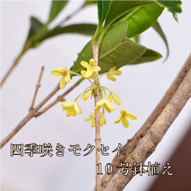 四季咲きモクセイ 苗木 10号 鉢植え 白花 キンモクセイ きんもくせい 金木犀 植木 庭木